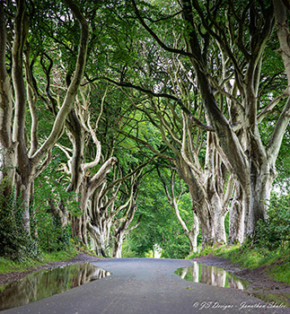 Dark Hedges